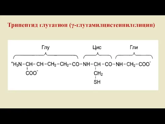 Трипептид глутатион (γ-глутамилцистеинилглицин)