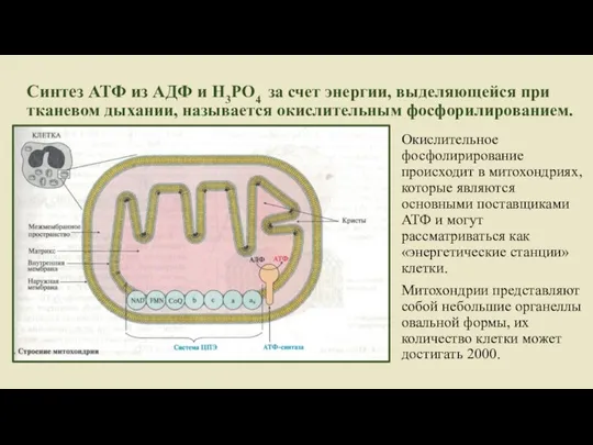 Синтез АТФ из АДФ и Н3РО4 за счет энергии, выделяющейся при тканевом