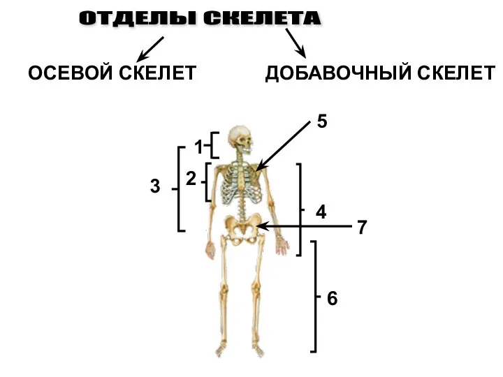 ОТДЕЛЫ СКЕЛЕТА ОСЕВОЙ СКЕЛЕТ ДОБАВОЧНЫЙ СКЕЛЕТ 1 2 3 4 5 6 7