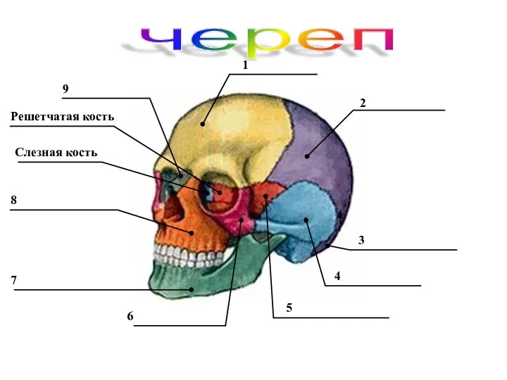 череп Решетчатая кость Слезная кость 9 1 2 3 4 5 6 7 8