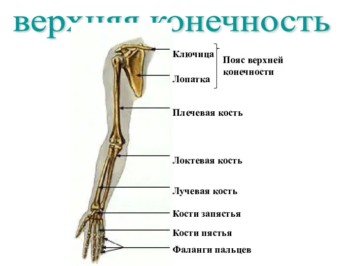 верхняя конечность Ключица Лопатка Плечевая кость Локтевая кость Лучевая кость Кости запястья