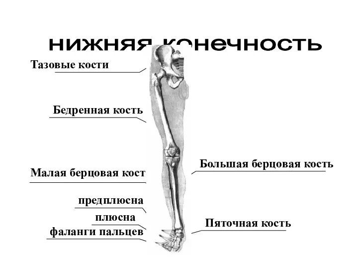 нижняя конечность Тазовые кости Бедренная кость Большая берцовая кость Малая берцовая кость