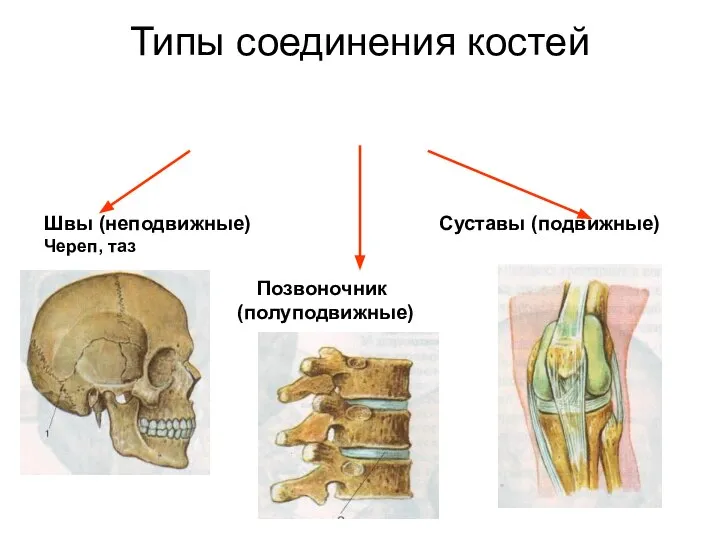 Типы соединения костей Швы (неподвижные) Суставы (подвижные) Череп, таз Позвоночник (полуподвижные)