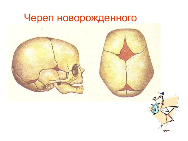 Череп новорожденного