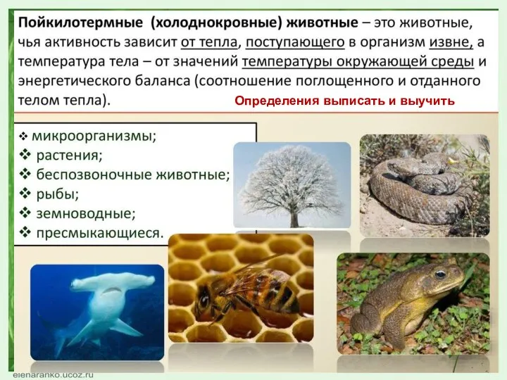 29.3.17 Определения выписать и выучить