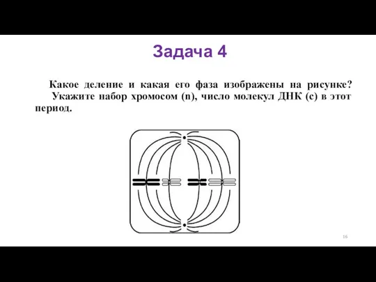 Какое деление и какая его фаза изображены на рисунке? Укажите набор хромосом