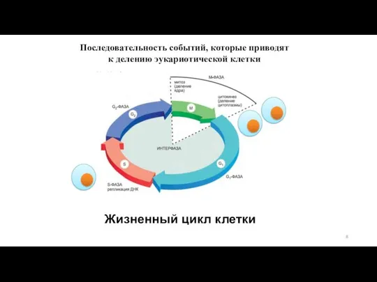 Жизненный цикл клетки Последовательность событий, которые приводят к делению эукариотической клетки