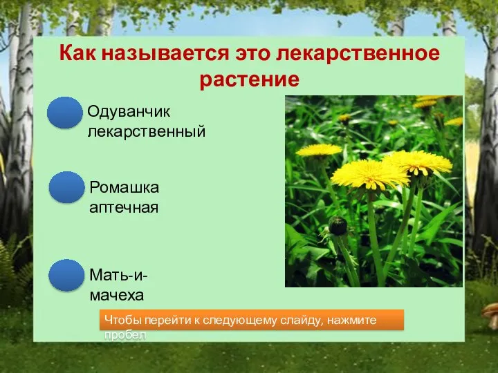 Как называется это лекарственное растение Одуванчик лекарственный Ромашка аптечная Мать-и-мачеха Чтобы перейти