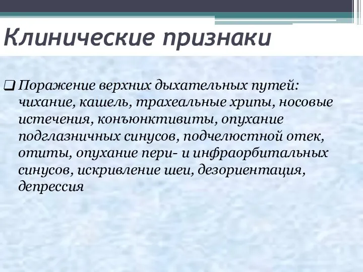 Клинические признаки Поражение верхних дыхательных путей: чихание, кашель, трахеальные хрипы, носовые истечения,