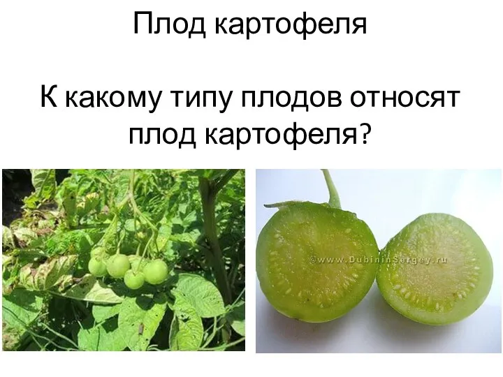 Плод картофеля К какому типу плодов относят плод картофеля?