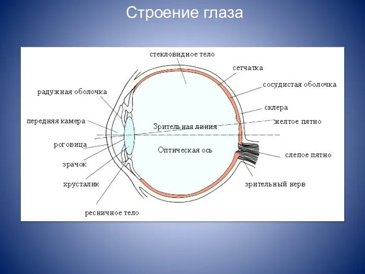 Строение глаза