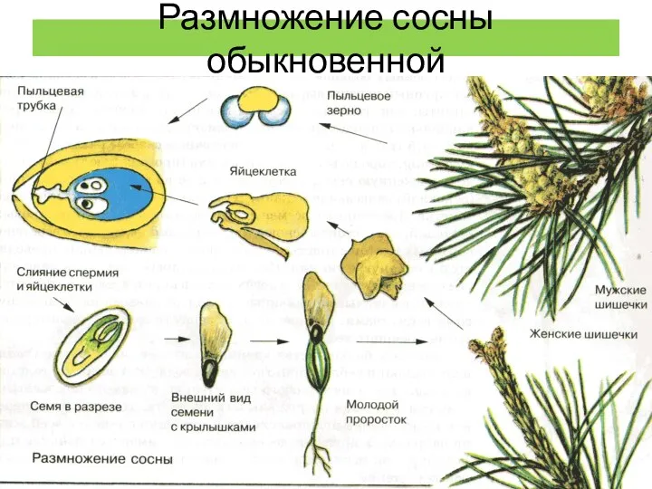 Размножение сосны обыкновенной