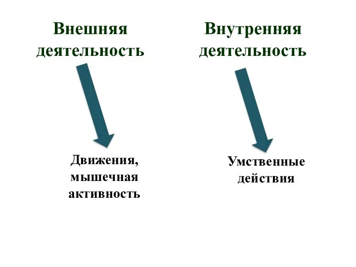 Внешняя деятельность Движения, мышечная активность Внутренняя деятельность Умственные действия