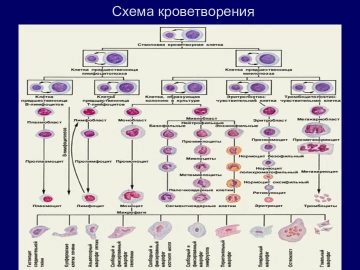 Схема кроветворения