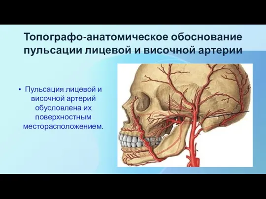 Топографо-анатомическое обоснование пульсации лицевой и височной артерии Пульсация лицевой и височной артерий обусловлена их поверхностным месторасположением.