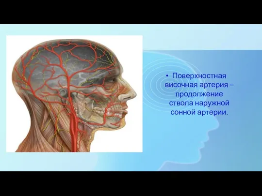 Поверхностная височная артерия – продолжение ствола наружной сонной артерии.