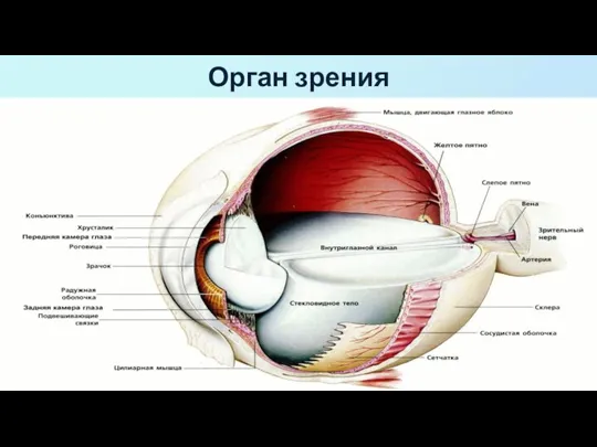 Орган зрения