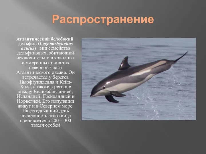 Распространение Атлантический белобокий дельфин (Lagenorhynchus acutus) вид семейства дельфиновых, обитающий исключительно в