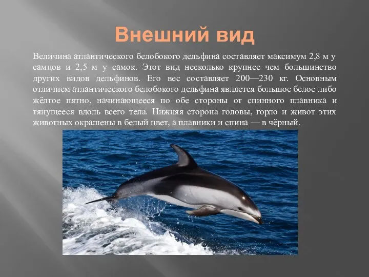 Внешний вид Величина атлантического белобокого дельфина составляет максимум 2,8 м у самцов