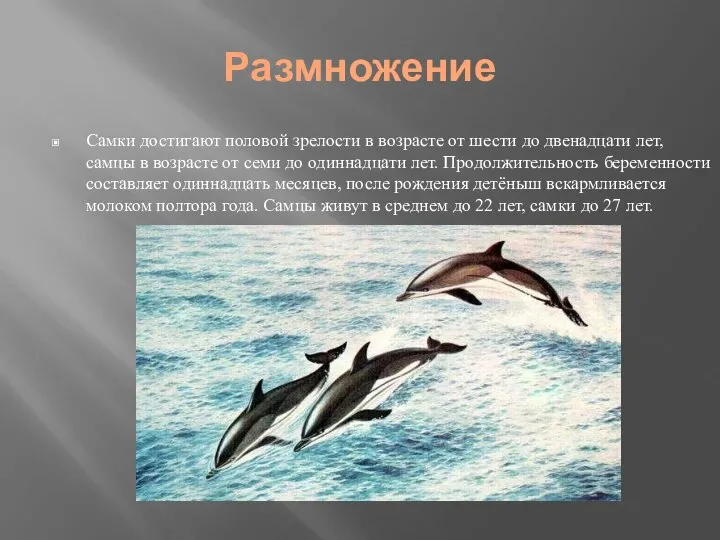 Размножение Самки достигают половой зрелости в возрасте от шести до двенадцати лет,