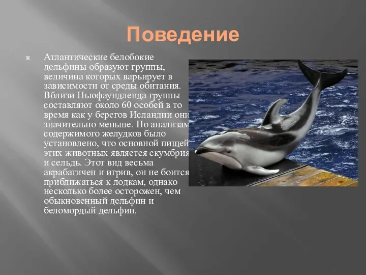 Поведение Атлантические белобокие дельфины образуют группы, величина которых варьирует в зависимости от