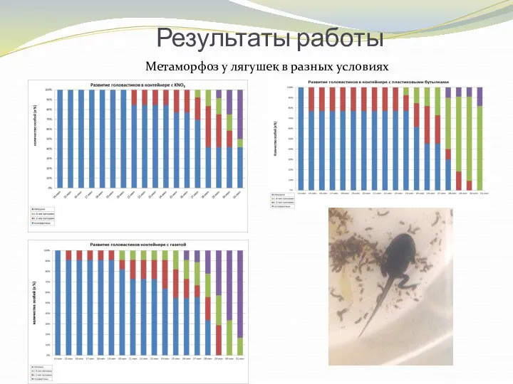 Результаты работы Метаморфоз у лягушек в разных условиях
