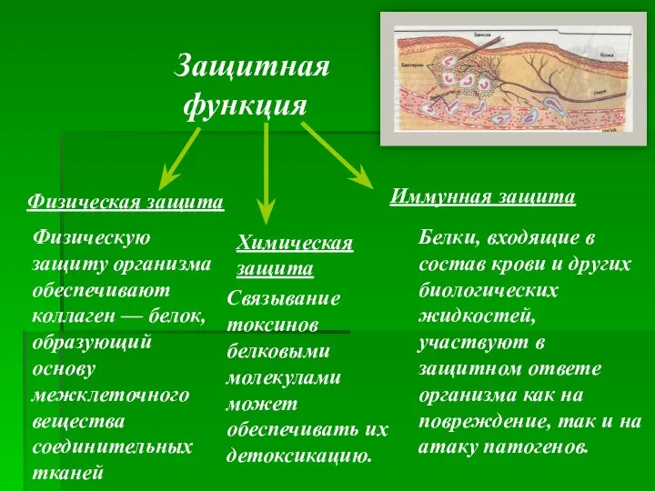 Защитная функция Физическая защита Химическая защита Иммунная защита Связывание токсинов белковыми молекулами