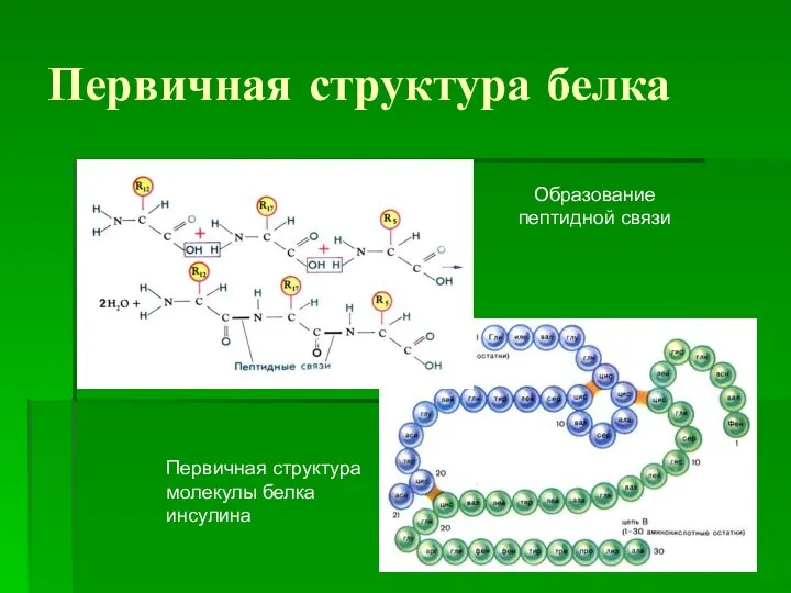 Первичная структура белка Образование пептидной связи Первичная структура молекулы белка инсулина