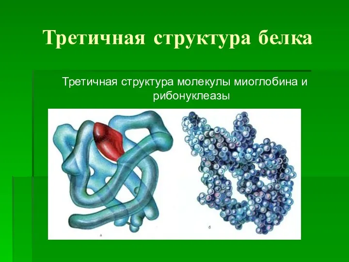 Третичная структура белка Третичная структура молекулы миоглобина и рибонуклеазы