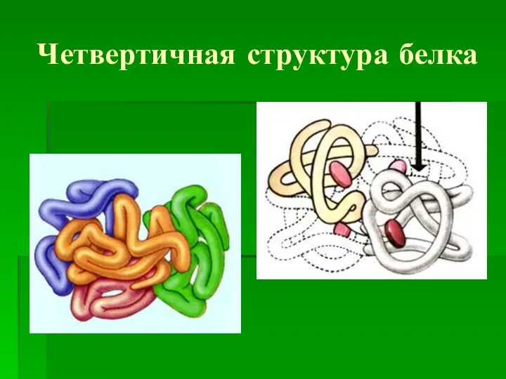 Четвертичная структура белка
