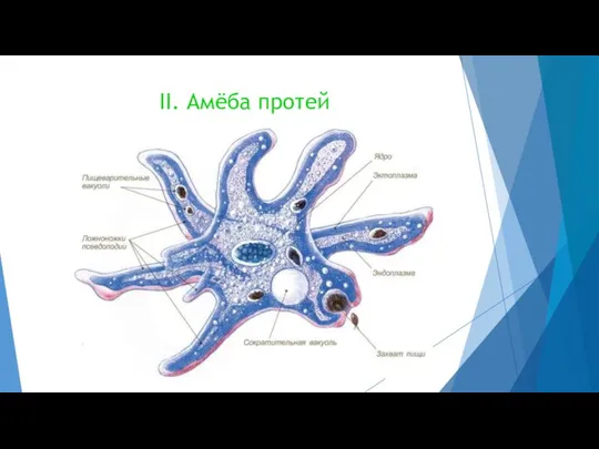 II. Амёба протей