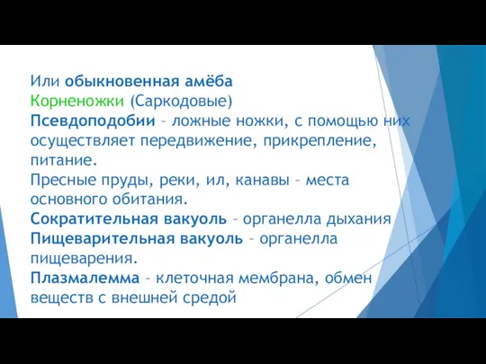 Или обыкновенная амёба Корненожки (Саркодовые) Псевдоподобии – ложные ножки, с помощью них