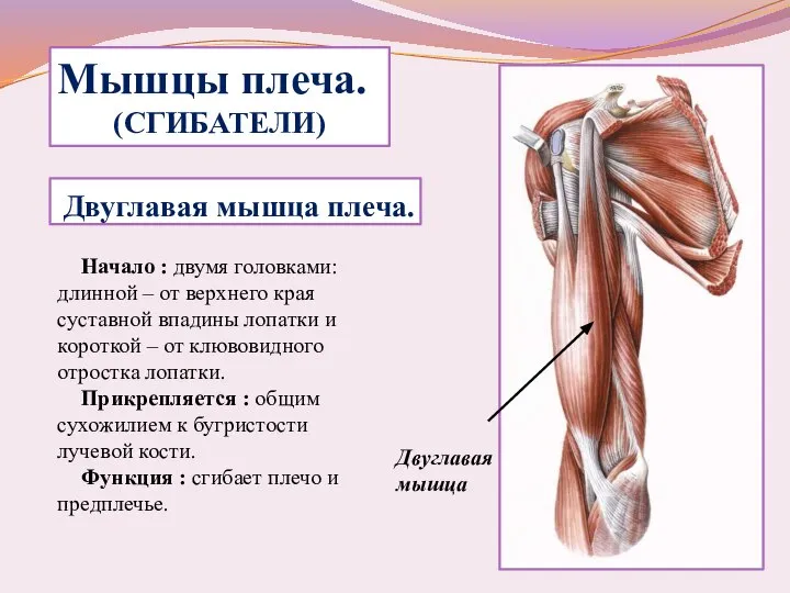 Двуглавая мышца плеча. Начало : двумя головками: длинной – от верхнего края