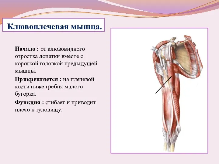 Клювоплечевая мышца. Начало : от клювовидного отростка лопатки вместе с короткой головкой