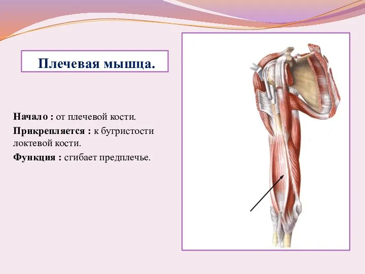 Плечевая мышца. Начало : от плечевой кости. Прикрепляется : к бугристости локтевой