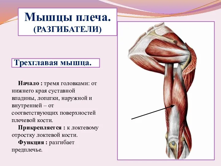 Трехглавая мышца. Начало : тремя головками: от нижнего края суставной впадины, лопатки,