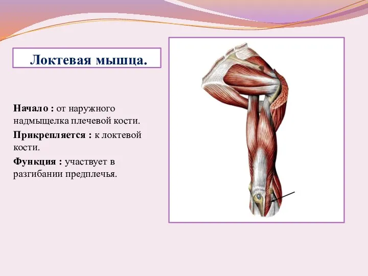 Локтевая мышца. Начало : от наружного надмыщелка плечевой кости. Прикрепляется : к