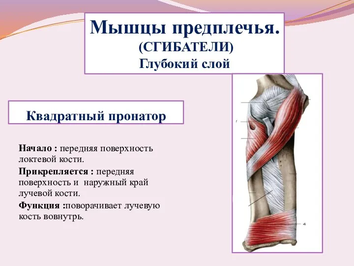 Квадратный пронатор Начало : передняя поверхность локтевой кости. Прикрепляется : передняя поверхность