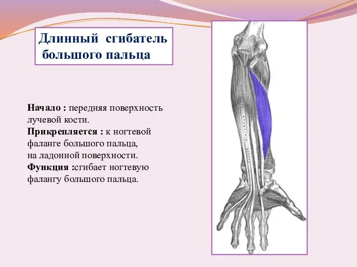 Длинный сгибатель большого пальца Начало : передняя поверхность лучевой кости. Прикрепляется :