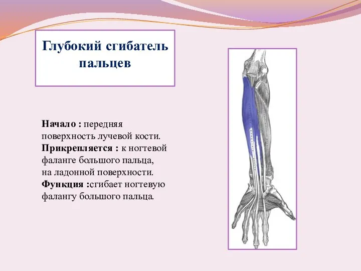 Глубокий сгибатель пальцев Начало : передняя поверхность лучевой кости. Прикрепляется : к