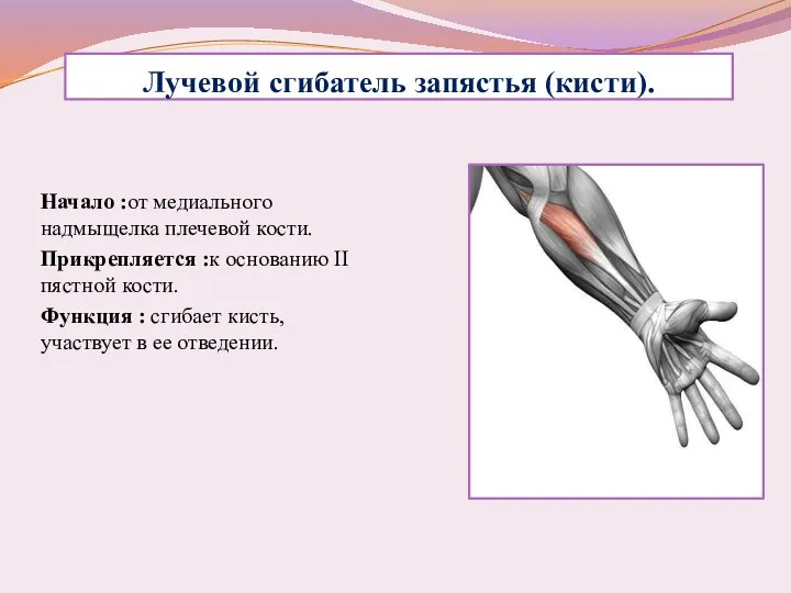 Лучевой сгибатель запястья (кисти). Начало :от медиального надмыщелка плечевой кости. Прикрепляется :к