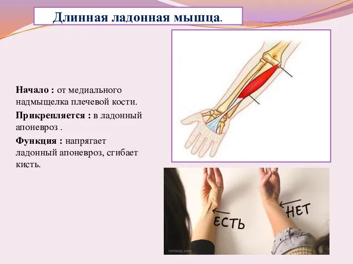 Длинная ладонная мышца. Начало : от медиального надмыщелка плечевой кости. Прикрепляется :