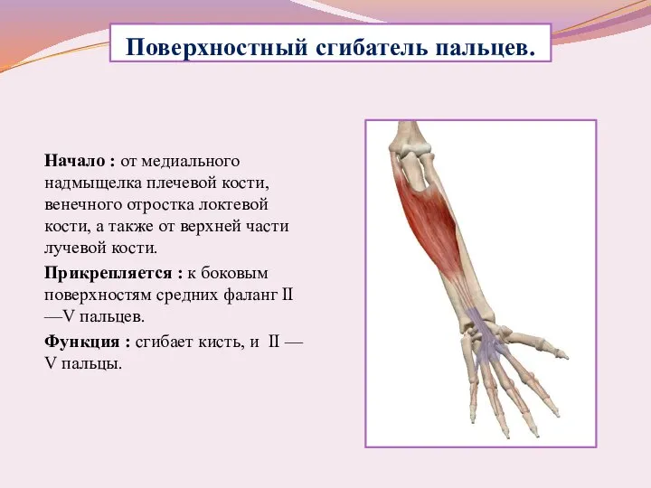 Поверхностный сгибатель пальцев. Начало : от медиального надмыщелка плечевой кости, венечного отростка