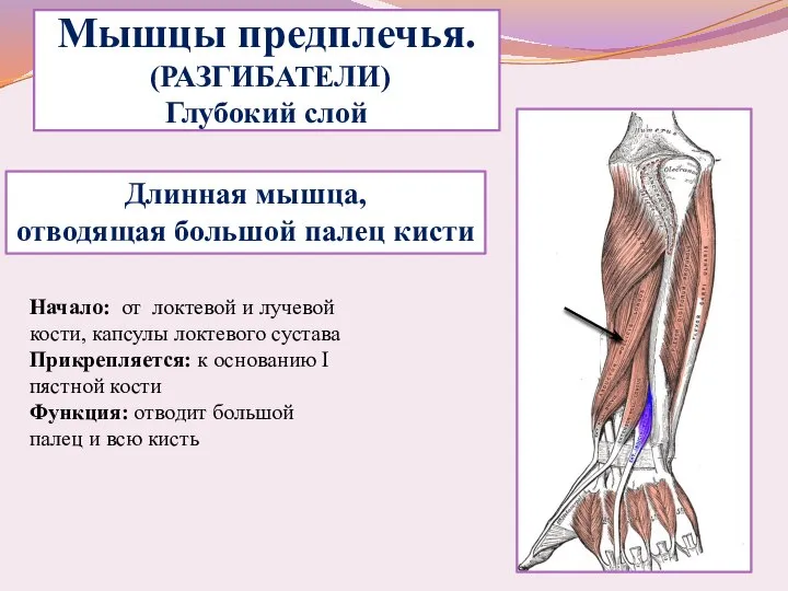 Мышцы предплечья. (РАЗГИБАТЕЛИ) Глубокий слой Длинная мышца, отводящая большой палец кисти Начало: