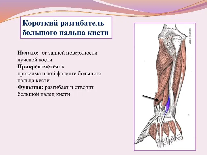 Начало: от задней поверхности лучевой кости Прикрепляется: к проксимальной фаланге большого пальца