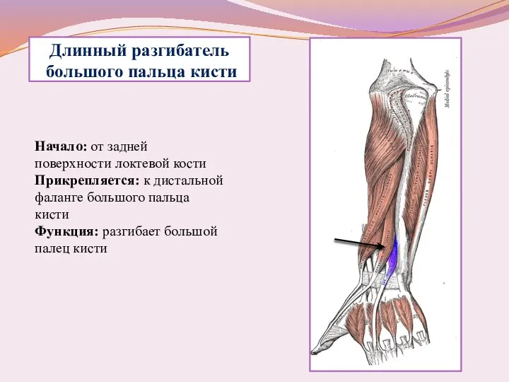 Длинный разгибатель большого пальца кисти Начало: от задней поверхности локтевой кости Прикрепляется: