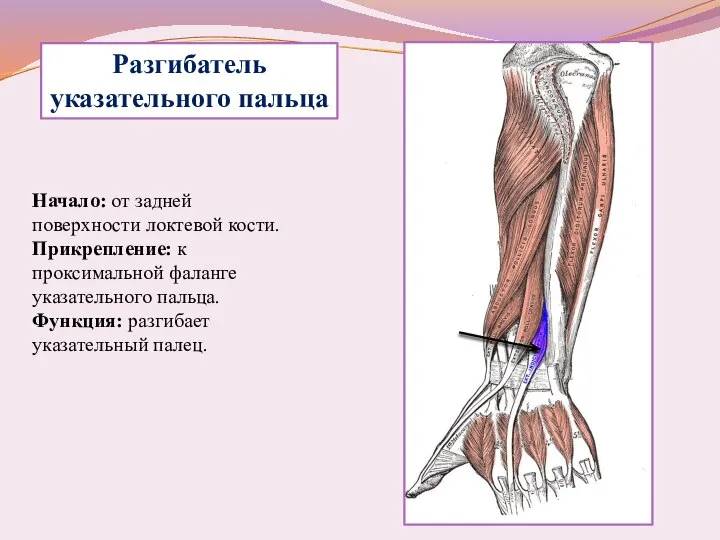 Разгибатель указательного пальца Начало: от задней поверхности локтевой кости. Прикрепление: к проксимальной