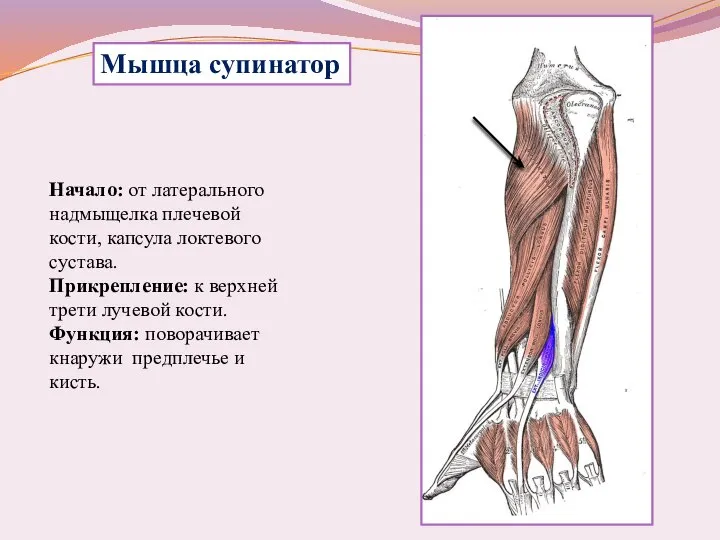 Мышца супинатор Начало: от латерального надмыщелка плечевой кости, капсула локтевого сустава. Прикрепление: