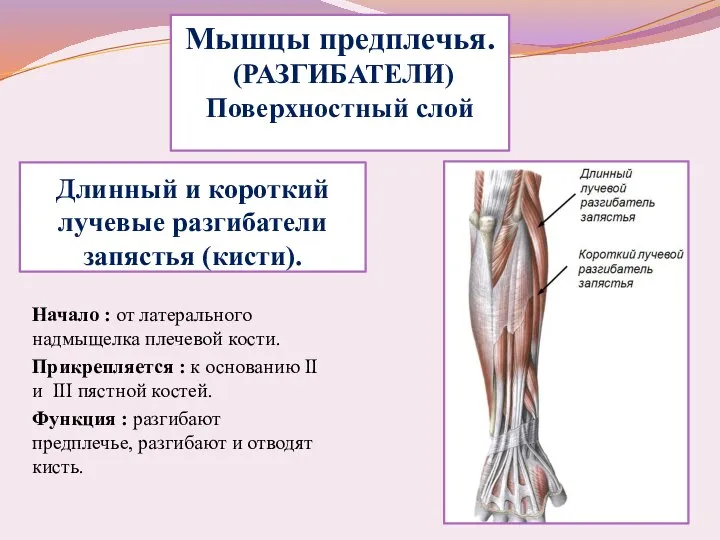 Длинный и короткий лучевые разгибатели запястья (кисти). Начало : от латерального надмыщелка