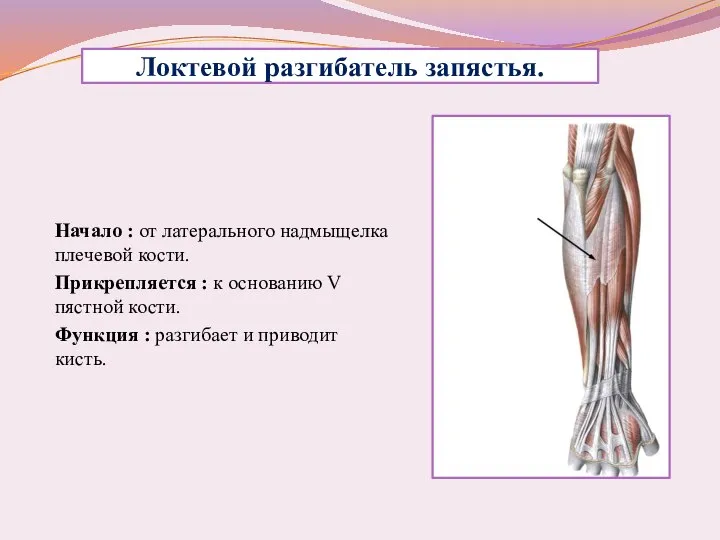 Локтевой разгибатель запястья. Начало : от латерального надмыщелка плечевой кости. Прикрепляется :